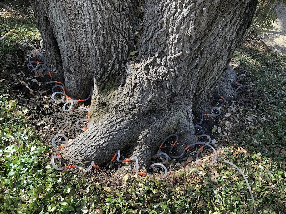 Detailed Tree Cabling and Bracing job site in Byromville