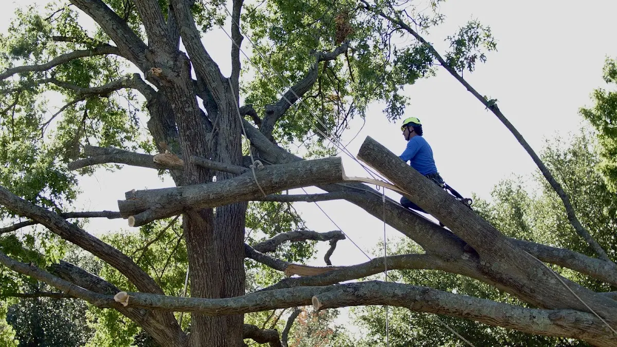 Professional Crown Thinning performed by certified arborists in Byromville